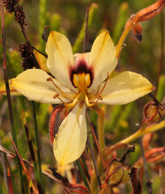 Wachendorfia sp. Close-up.jpg