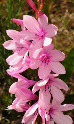 Watsonia. Close-up.jpg