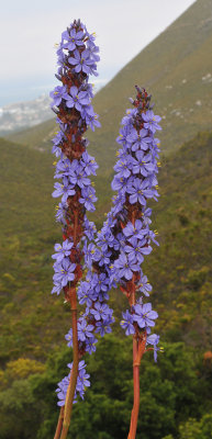 Aristea major