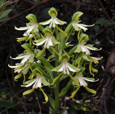 Bonatea speciosa. Closer.