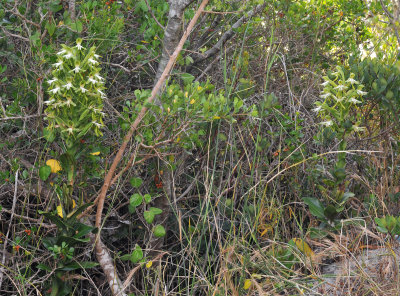 Bonatea speciosa