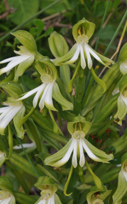 Bonatea speciosa. Close-up.