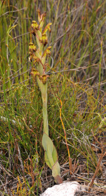 Disa bolusiana