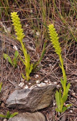 Disa cylindrica