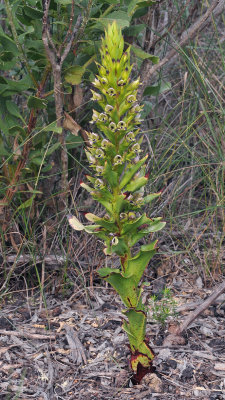 Disa hallackii