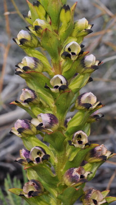 Disa hallackii. Closer.