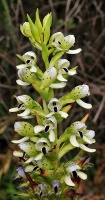 Disa hallackii. Closer.