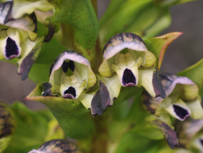 Disa hallackii. Close-up.