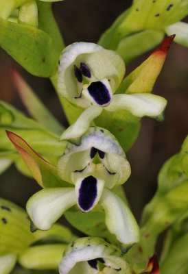 Disa hallackii. Close-up.