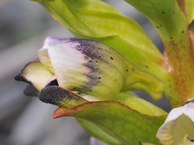 Disa hallackii. Close-up side.