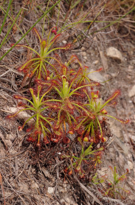 Drosera glabripes