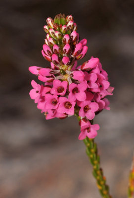 Erica pulchella