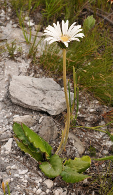 Gerbera tomentosa