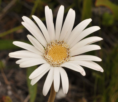 Gerbera tomentosa. Close-up.