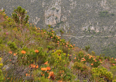 Leucospermum cordifolium.
