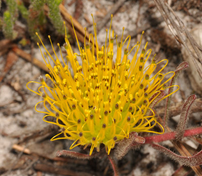 Leucospermum gracile. Closer.