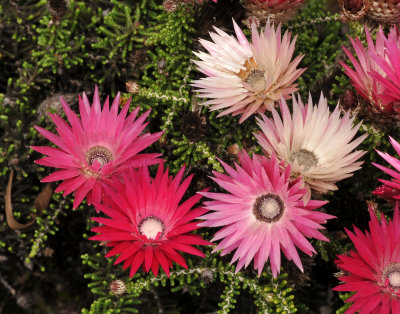 Phaenocoma prolifera. Close-up.