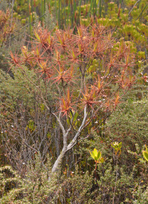 Roridula gorgonias