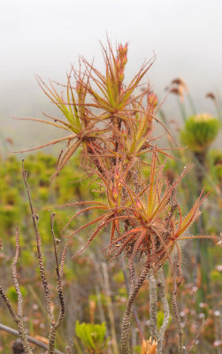 Roridula gorgonias. Closer.