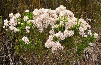 Rutaceae sp.