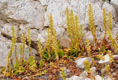 Satyrium humile