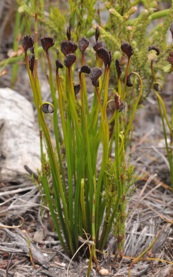 Schizaea pectinata