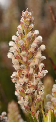 Spatalla curvifolia. Close-up.