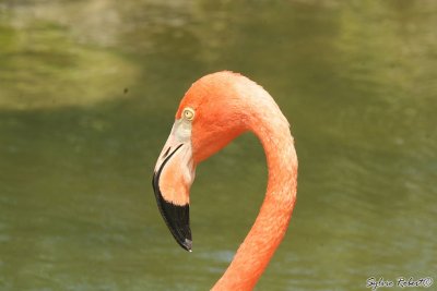 Flamant des CarabesAmerican FlamingoCayo Coco19 septembre 2012