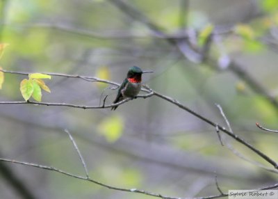 Colibri  gorge rubisRuby-throated HummingbirdDunany12 mai 2012