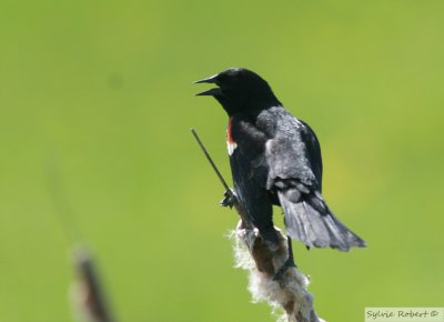 Carouge  paulettesRed-shouldered blackbirdAlfred19 mai 2012
