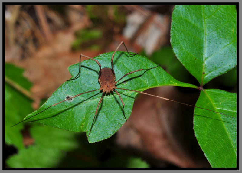 Harvestman (Leiobunum sp.)