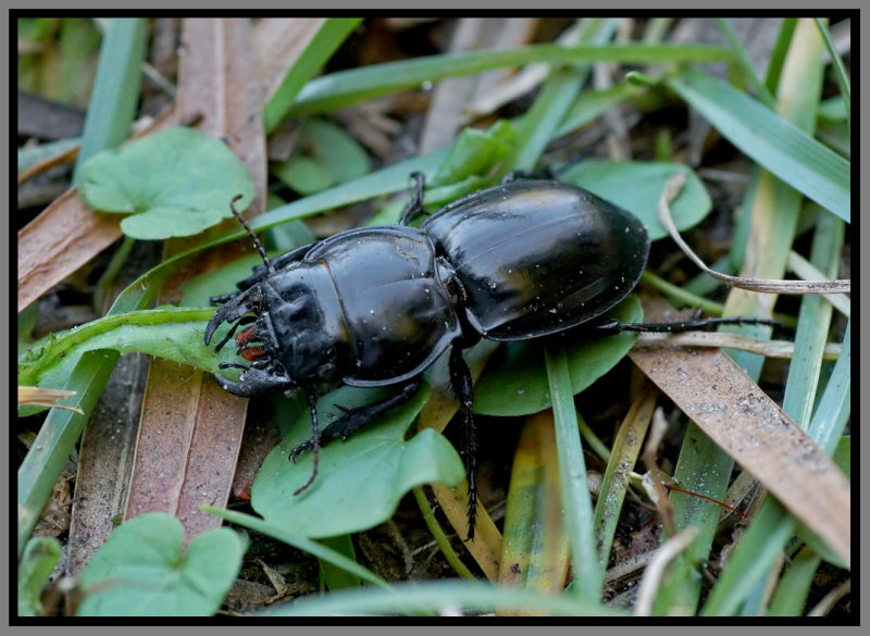 Blue-margined Ground Beetle (Pasimachus depressus)