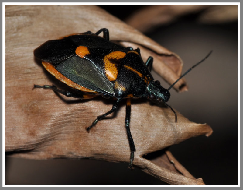 Florida Predatory Stink Bug (Euthyrhynchus floridanus)