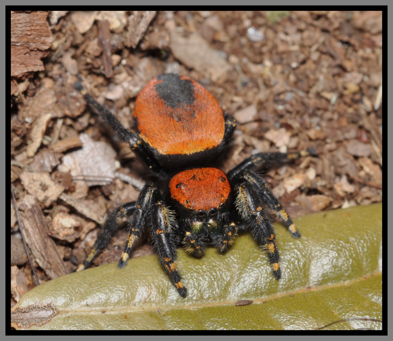 Apache Jumper Spider (Phidippus apacheanus)