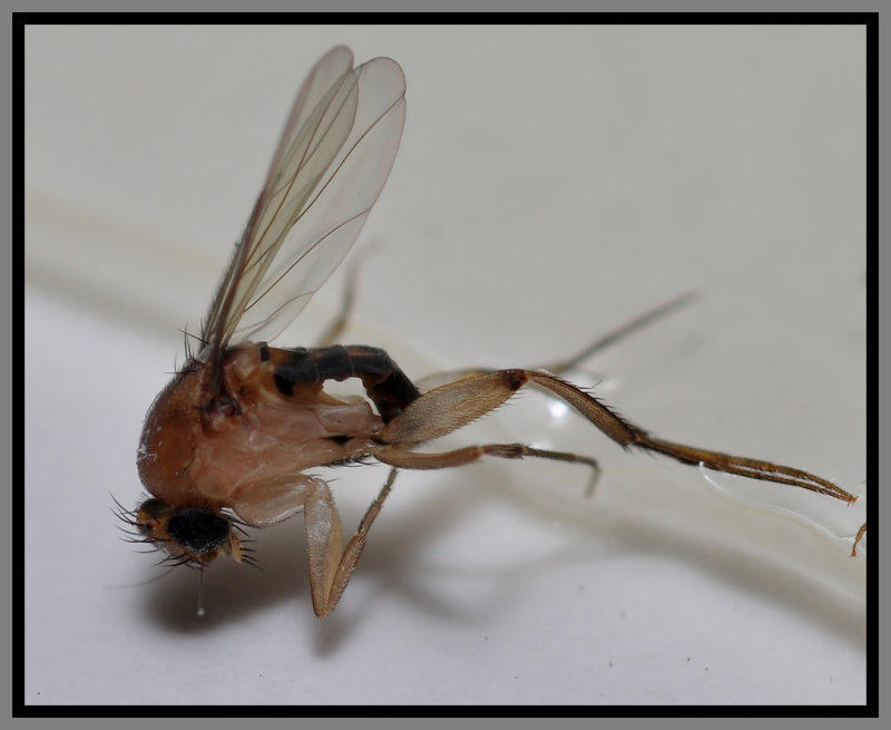 Phoridae (Phorid Fly)