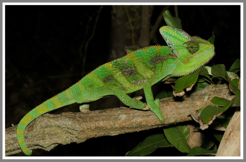 Veiled Chameleon (Chamaeleo calyptratus)