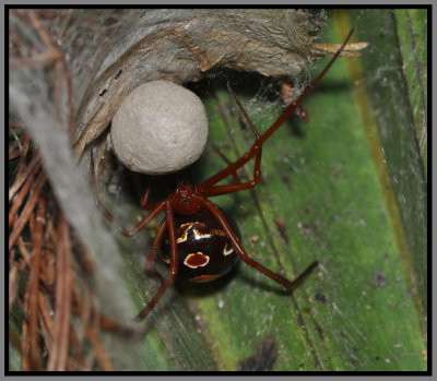 Red Widow Spider (Latrodectus Bishopi)