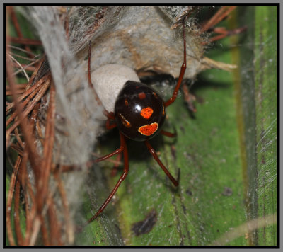 Red Widow Spider (Latrodectus Bishopi)