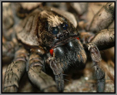 Carolina Wolf Spider (Hogna carolinensis)