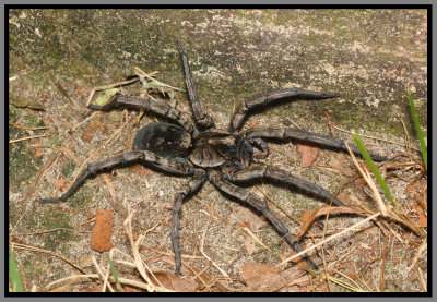 Carolina Wolf Spider (Hogna carolinensis)