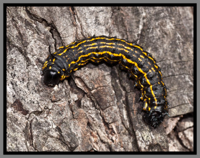 Orangestriped Oakworm (Anisota senatoria)