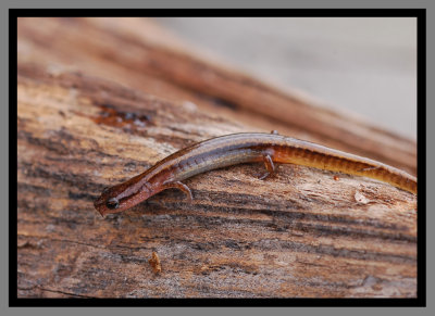 Dwarf Salamander (Eurycea quadridigitata)