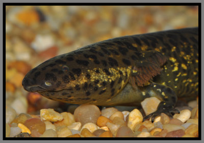 Greater Siren (Siren lacertina)