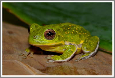 Barking Treefrog (Hyla gratiosa)