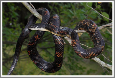 Black Rat Snake (Pantherophis obsoletus obsoletus)