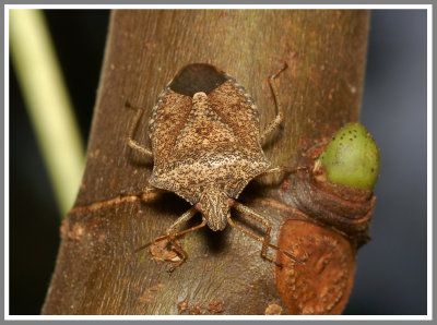 Brown Stink Bug (Euschistus servus)