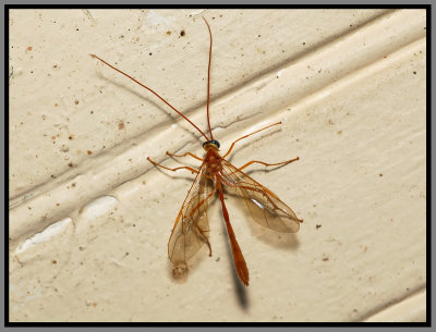 Ichneumon Wasp (Enicospilus purgatus)