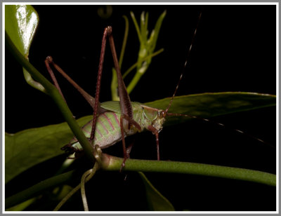 Katydid Nymph