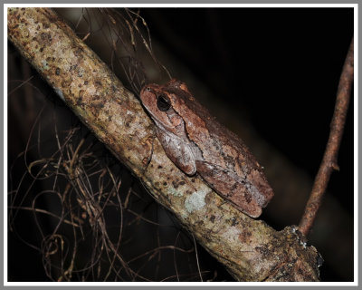 Pine Woods Treefrog (Hyla femoralis)