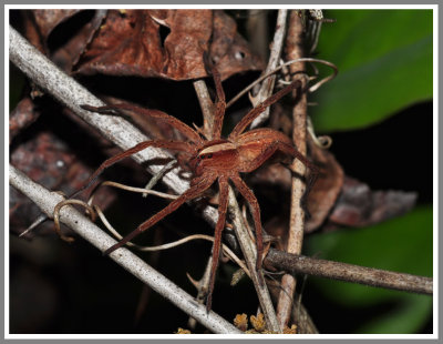 Nursery Web Spider (Pisaurina mira)